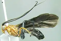 Photograph of a pinned Disophrys specimen