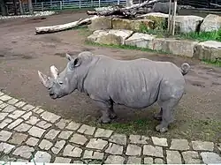 White rhinoceros at the Dortmund Zoo