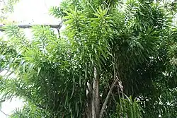 Dracaena americana exhibiting multi-stemmed habit
