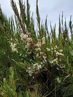 A whole plant in flower