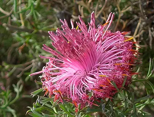 Isopogon dubius