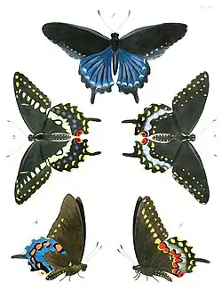 Pipevine swallowtail and black swallowtail