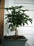 A bonsai from New England.