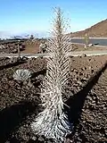 Dying Haleakalā silversword after blooming at Haleakalā National Park, Maui