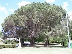 East Creek Park, Toowoomba, 25th Battalion (Australia) (Darling Downs) Memorial, Qld - Pinus pinea