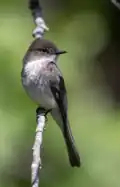 An Eastern Phoebe at Yates Mill
