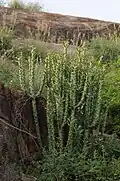 Euphorbia caducifolia growing in rocky area