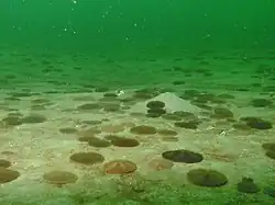 Echinarachnius parma (family Echinarachniidae).