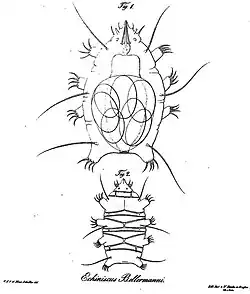 Echiniscus bellermanni by Schulze, 1840, dorsal and ventral views