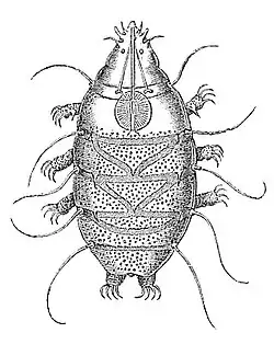 Drawing of Echiniscus sp. by C.A.S. Schultze, 1861
