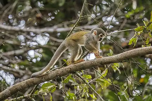 juvenile in Ecuador