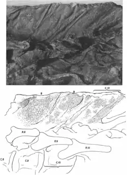 Photograph and interpretive drawing of a part of the neck region of the mummy