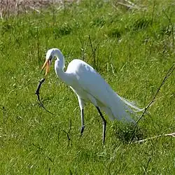 A white heron with grey legs and a yellow/orange bill standing in green grasses throwing a lizard with its bill