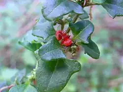 Chenopodium robertianum berries