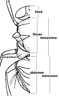 The mesosoma (thorax plus propodeum) and metasoma (remaining segments of the abdomen) of an encyrtid wasp.