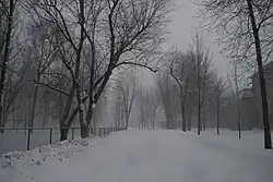 Winter scene of a tree-lined driveway leading to the college building