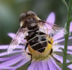 A close-up photo of a female black-shouldered drone fly. Its wings are almost entirely transparent, except for near where the wings meet the body, where they are darker and opaque ("infuscated"). In this region at the base of the wings, on the leading edges, there is the humeral cell, a cell bordered by the veins on the wings. It is completely opaque.