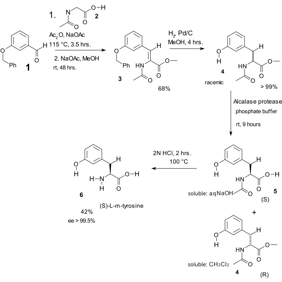 ErlenMeyer Amino Acid Synthesis Tyrosine