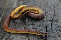 Erythrolamprus dorsocorallinus coiled on log