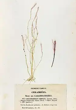 Erythrotrichia_carnea_Crouan