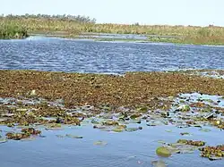 One of many rather shallow lagoons within the reserve