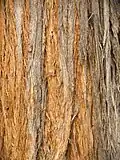 bark