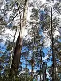 Blue Mountains ash near the summit of Mount Banda Banda