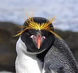 Macaroni penguin (Eudyptes chrysolophus)