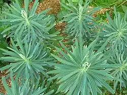 Missouri Botanical Garden