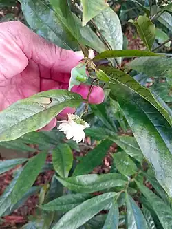 Flower side-on, and a flower bud