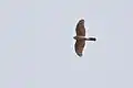 Eurasian sparrowhawk