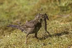 Female with nesting material