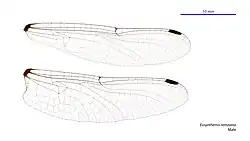 Male wings