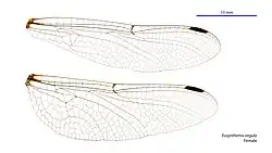 Female wings