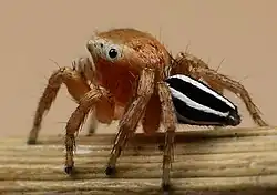 Lateral view of a spider with a striped abdomen