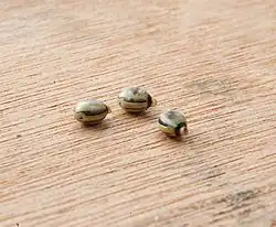 An image of three Extatosoma tiaratum eggs on a wooden bench. Each egg is oval shaped with brown and beige colouring, a small grey cap is on the end of each egg.