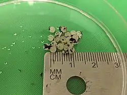 white Tanychlamys indica eggs with green background