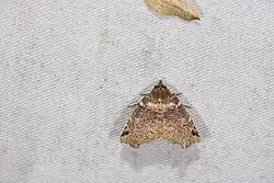 Photo of moth
