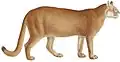 Cougar (Puma concolor)
