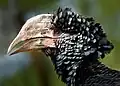 Hornbill (Bucerotidae)