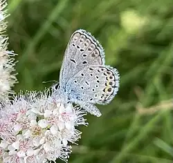 Female Karner blue butterfly nectaring on a flower; photographed in Concord, New Hampshire 2024.
