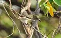 Scarlet-backed flowerpecker female