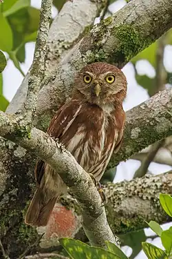 rufous morph G. b. ucayalae Ecuador