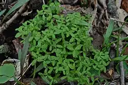 Three-parted cotyledons