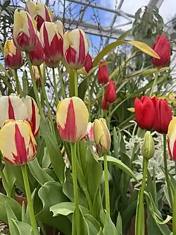 Tulips displayed during a flower show.