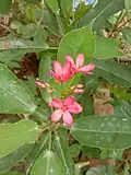 Jatropha integerrima in West Bengal, India