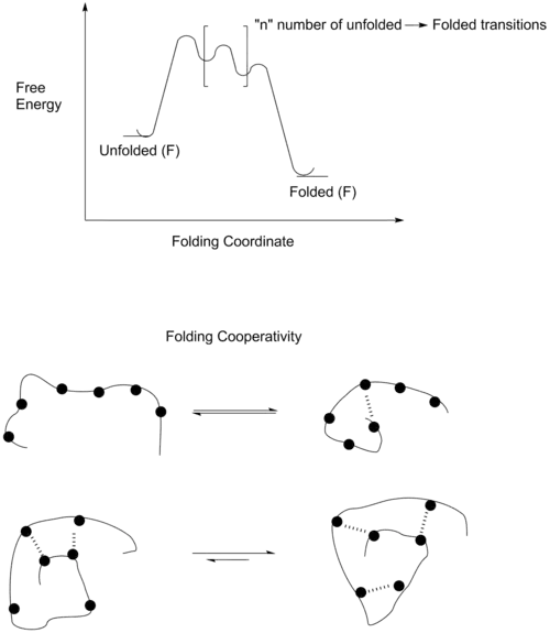 Free energy diagram of the folding of a foldamer.