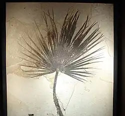 Fossil Sabalites sp. palmetto frond, about two metres (6.6 ft) long.[10]