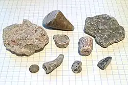 Fossils from beaches of the Baltic Sea island of Gotland, placed on paper with 7 mm (0.28 inch) squares