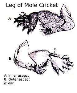 Leg of Mole Cricket